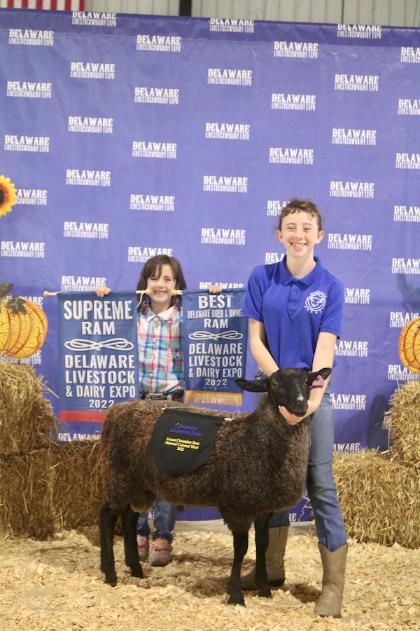 Supreme & Best Bred and Owned Ram, 2022 Delaware Livestock