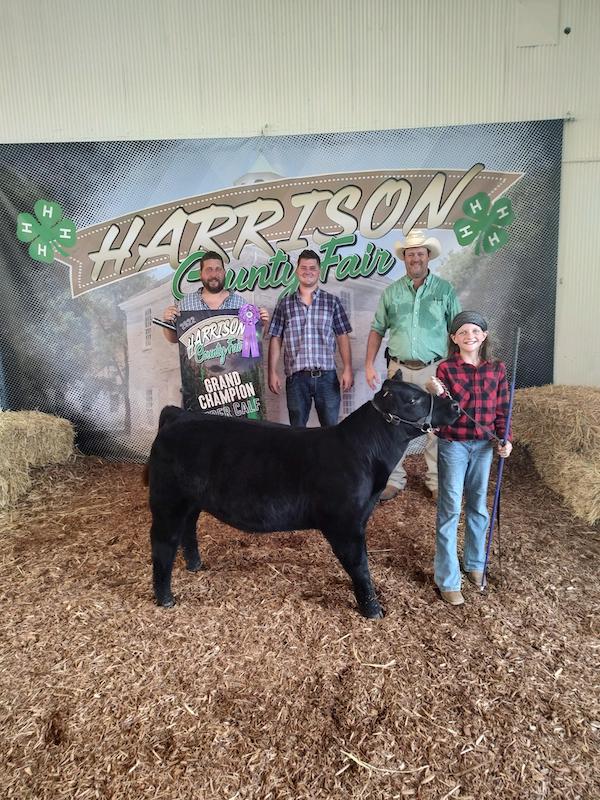Grand Overall Feeder Calf, 2022 Harrison County Fair
