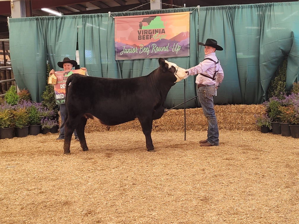Reserve Grand Champion Bred and Owned Percentage Simmental, 2022 Virginia Beef Expo
