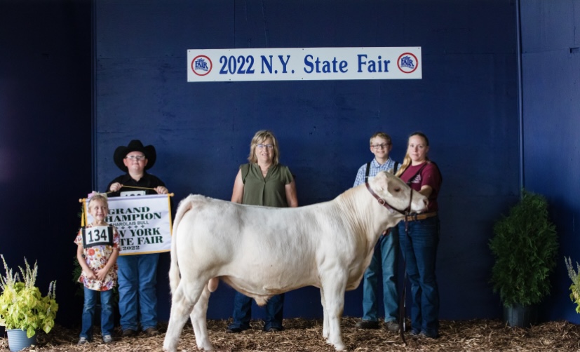 Grand Champion Charolais Bull, 2022 New York State Fair