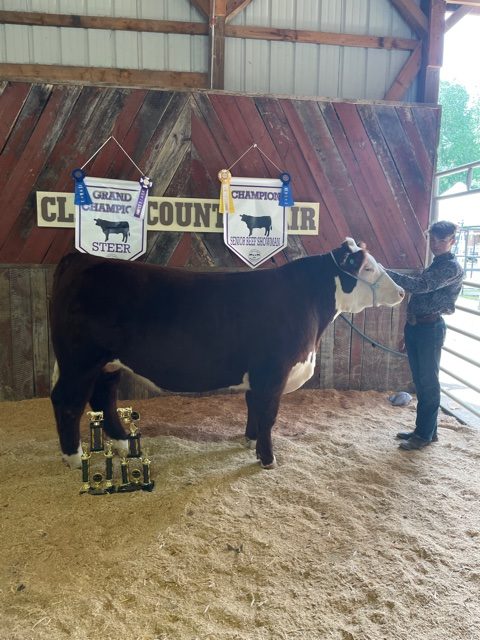 Grand Champion Steer, 2022 Clare County Fair
