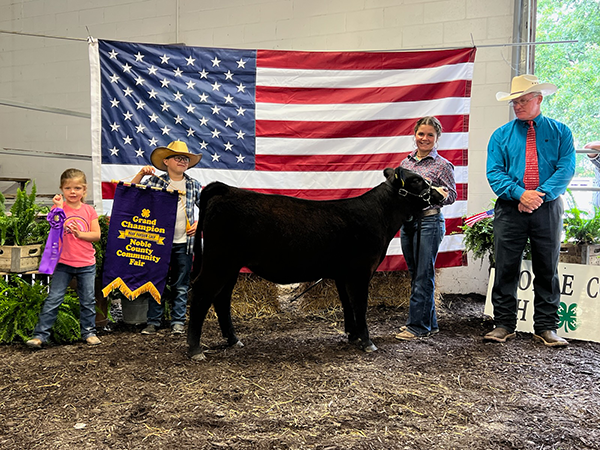 Champion Feeder Calf, 2022 Noble County Fair