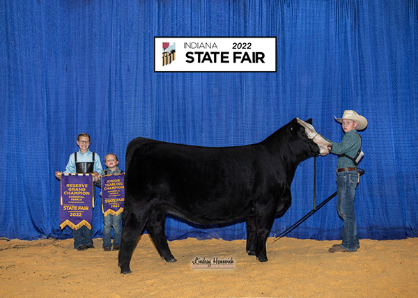 Reserve Champion Simmental Heifer, 2022 Indiana State Fair