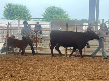 Grand Champion Cow Calf Pair, 2023 Harrison County 4-H Fair