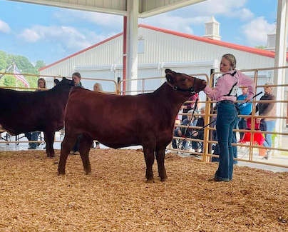 Grand Champion Breeding Heifer, 2023 Harrison County 4H-Fair
