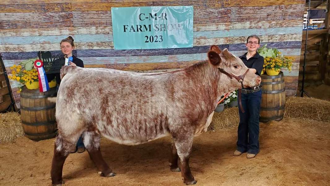 Grand Champion Market Steer, 2023 Culpeper-Madison -Rappahannock Farm Show