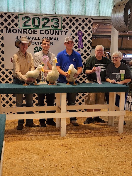 Reserve Champion Pem, 2023 Monroe County Fair