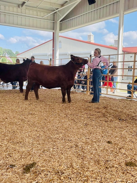 Grand Champion Breeding Heifer, 2023 Harrison County 4-H Fair