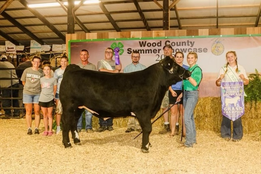 Grand Champion Market Steer, 2023 Wood County Summer Showcase