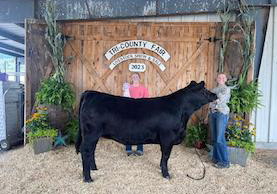 Grand Champion Percentage Simmental Heifer, 2023 Tri County Fair